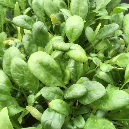Spinach Monterey